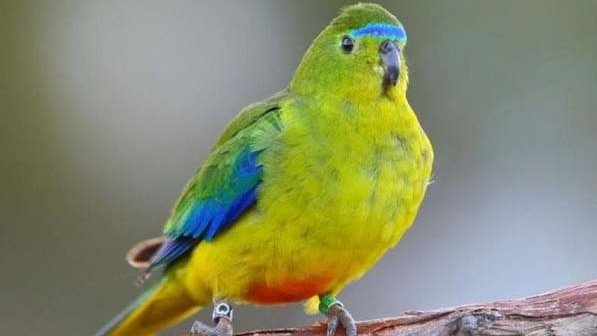 Endangered orange-bellied parrot sits on a branch.