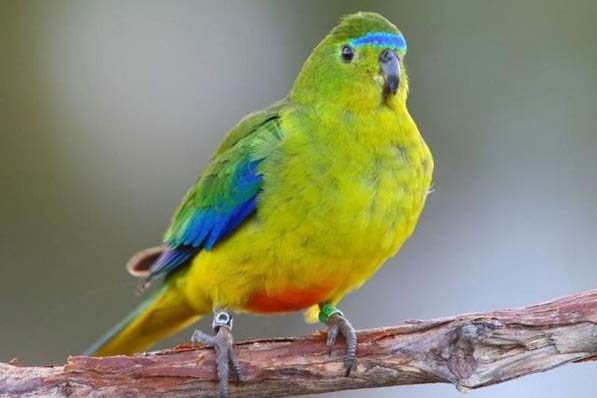 Endangered orange-bellied parrot sits on a branch.