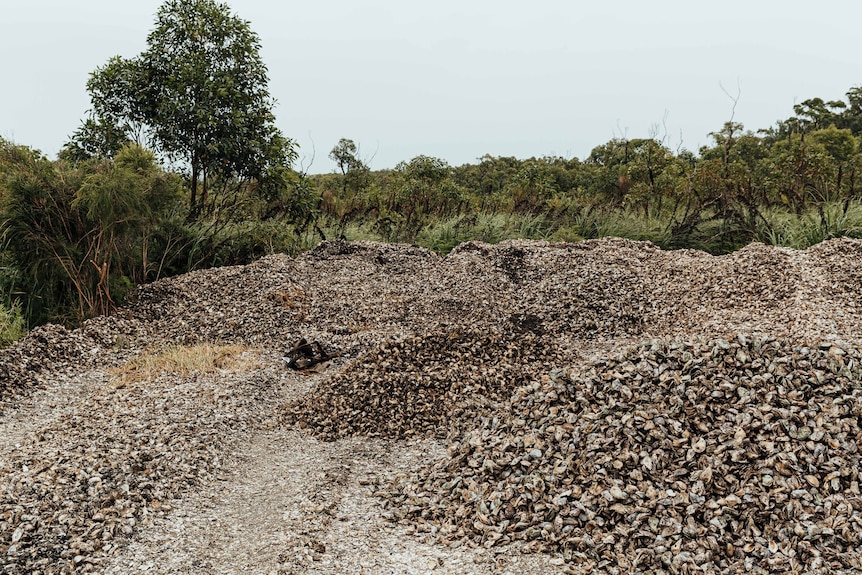 Piles of dead oysters.