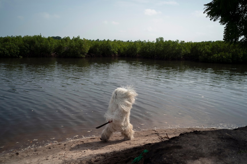a man dressed as a white Kankurang walks by the river