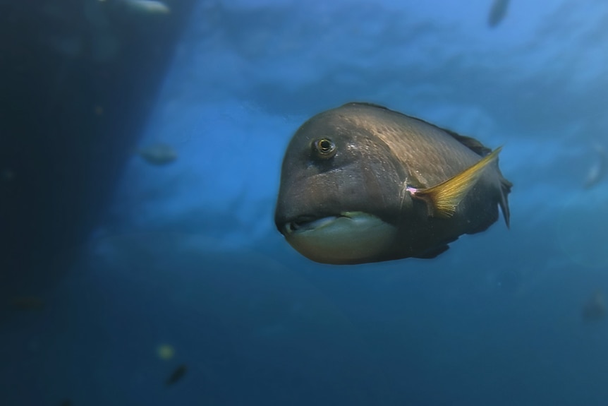 A side shot of a fish swimming in the ocean