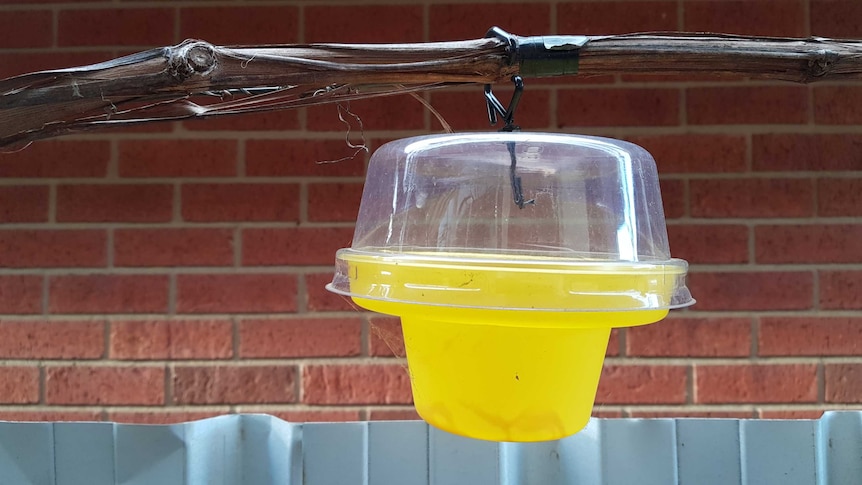 A fruit fly trap hangs by a branch near a fence.