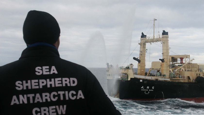 Activists onboard anti-whaling campaign ship the Steve Irwin encountering Japanese whaling ship (AAP)