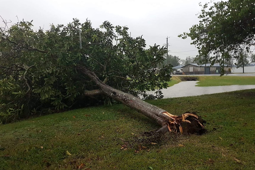 Tree snapped near the base lying on the ground