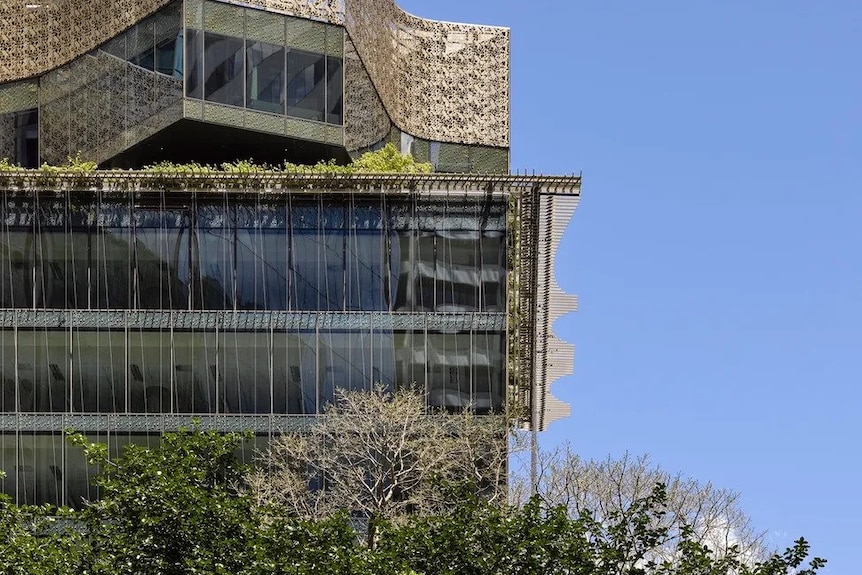 Glass building over fig tree