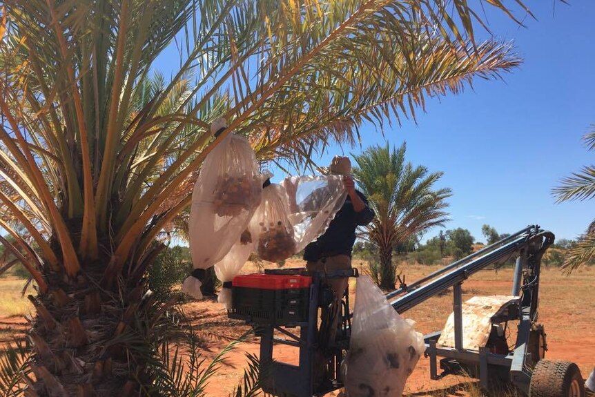 A man on a mechanised lift picks dates from a palm tree and puts into plastic bags