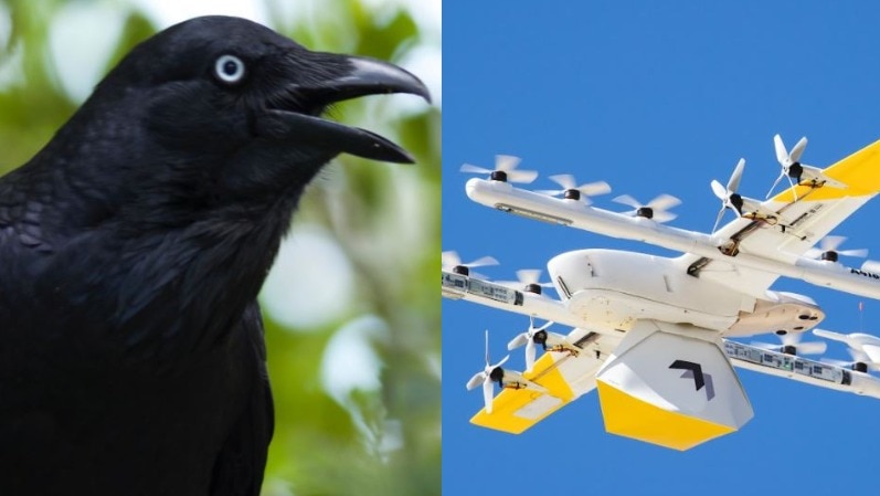 A composite image of a raven and a drone