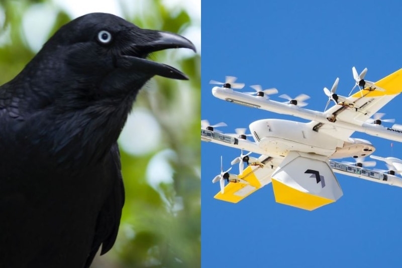 A composite image of a raven and a drone