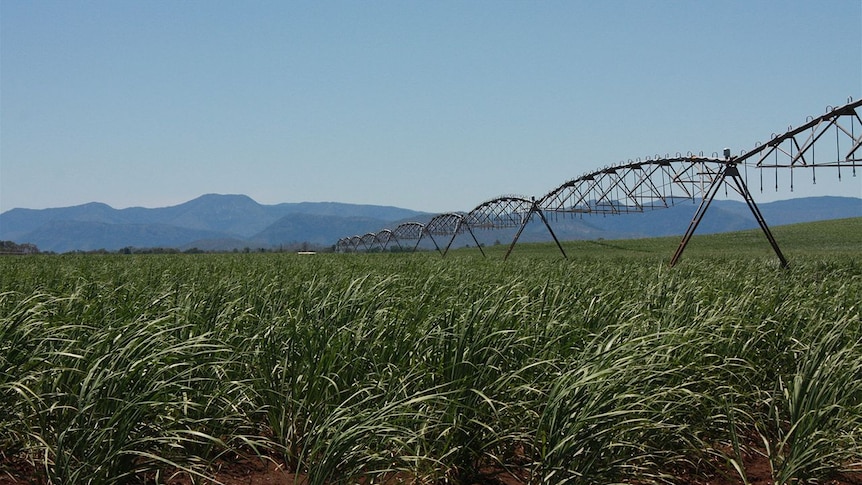 Centre pivot on cane farm.