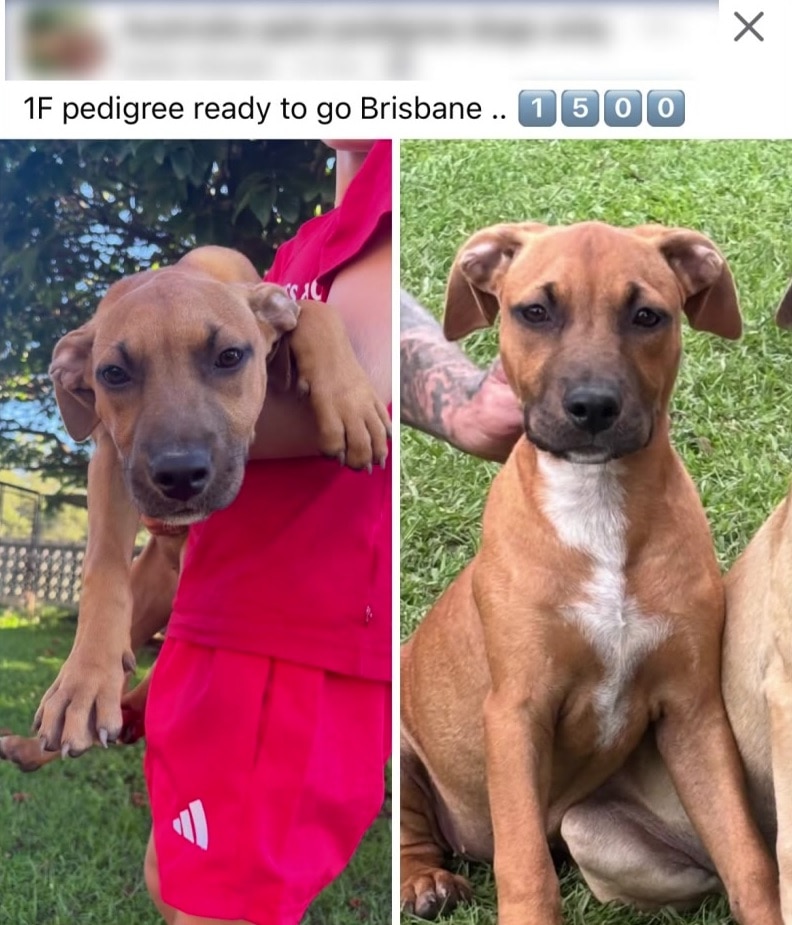 The ABC has seen social media posts advertising American pit bull terriers.
