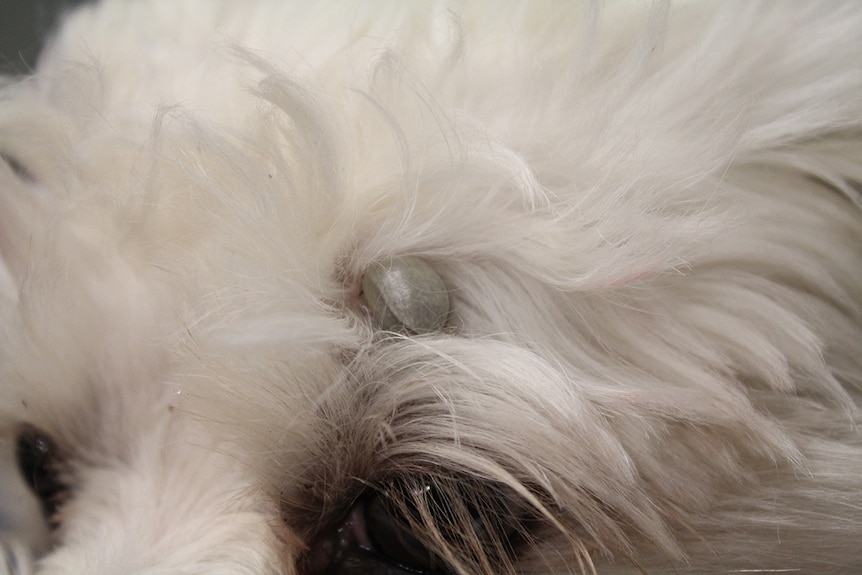 Engorged female tick on dog