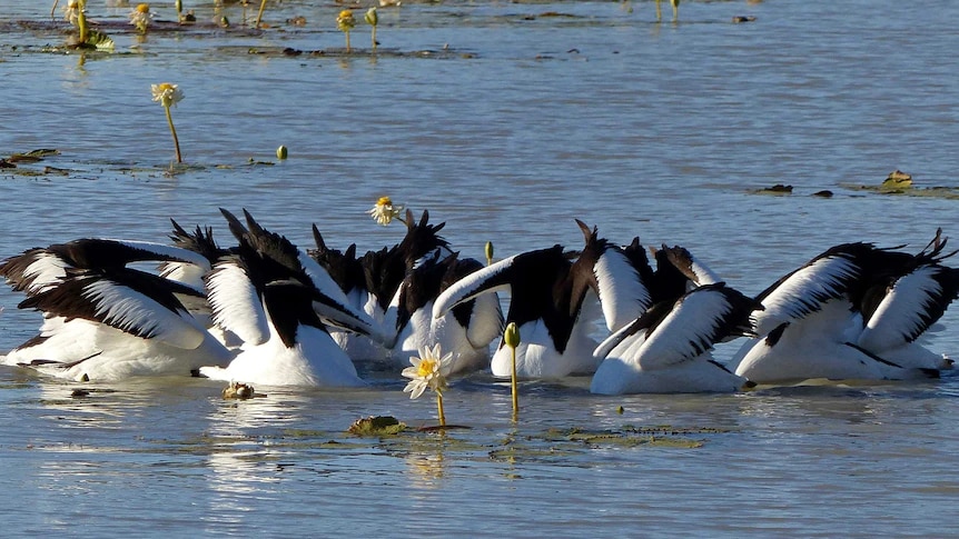 A group of black and white pelicans sit on a circle on the river surrounded by water lillies