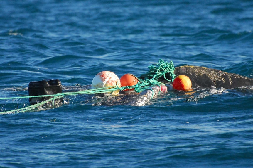 A close-up image of ropes and buoys wrapped around a whale.