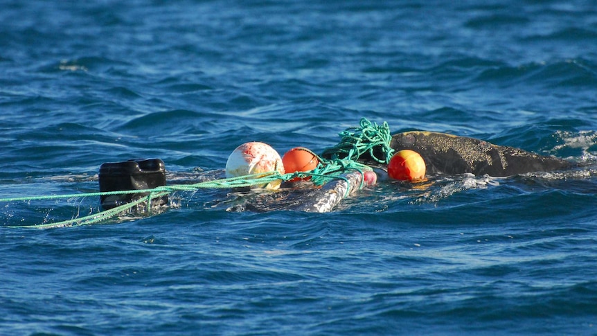 A close-up image of ropes and buoys wrapped around a whale.