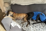 Two greyhounds on a couch