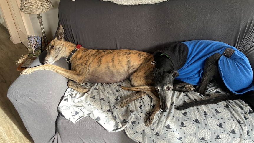 Two greyhounds on a couch