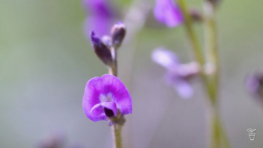 The purple flower of a pea plant.