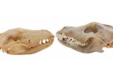 A thylacine skull faces a wolf skull.