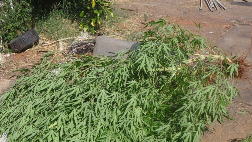 Hundreds of cannabis plants found on Coffs Coast hinterland