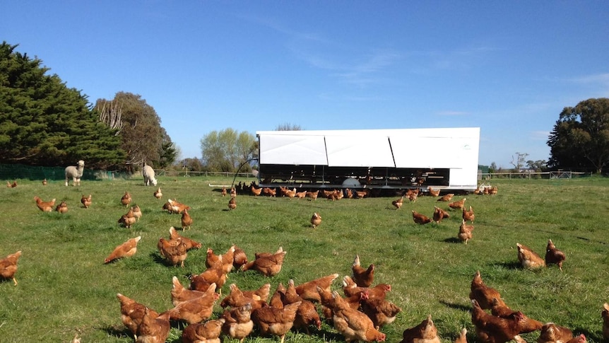 Free range chickens and their 'caravan'