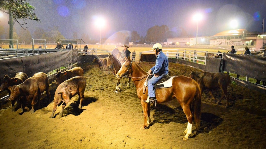 Beaudesert campdraft