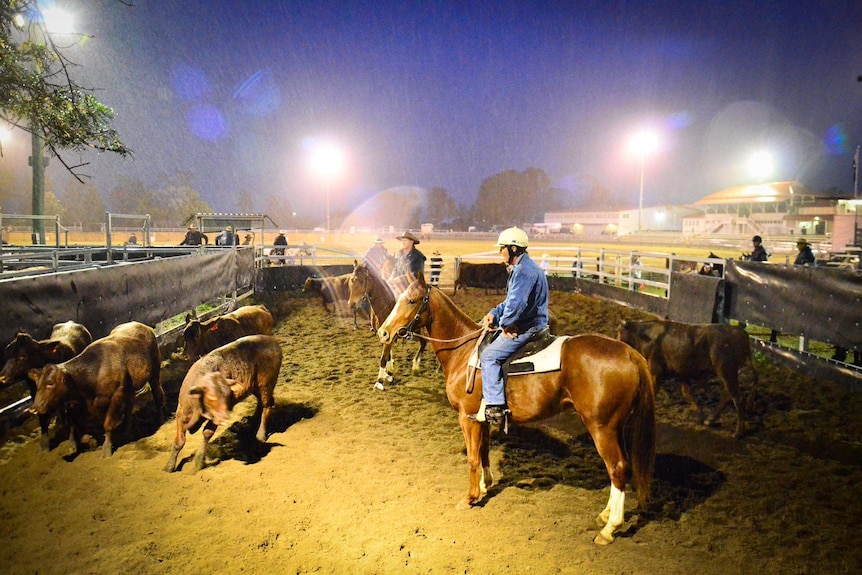 Riders on horseback muster cattle in a stockyard