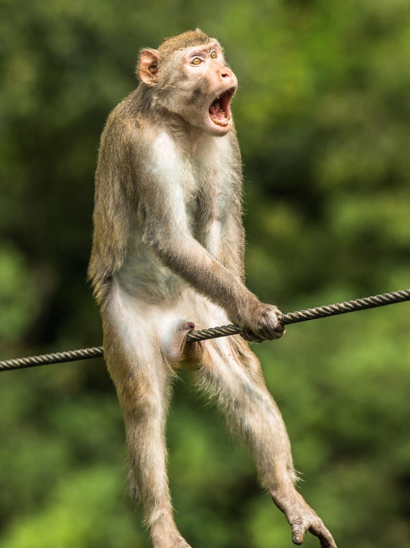 A monkey looks shocked as it sits abreast a wire.