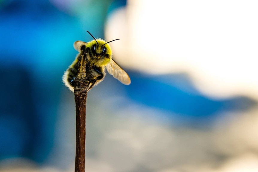 A honey bee clinging to a stick.