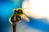 A honey bee on a stick.