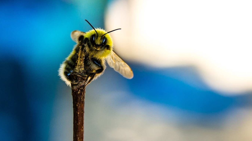 A honey bee on a stick.