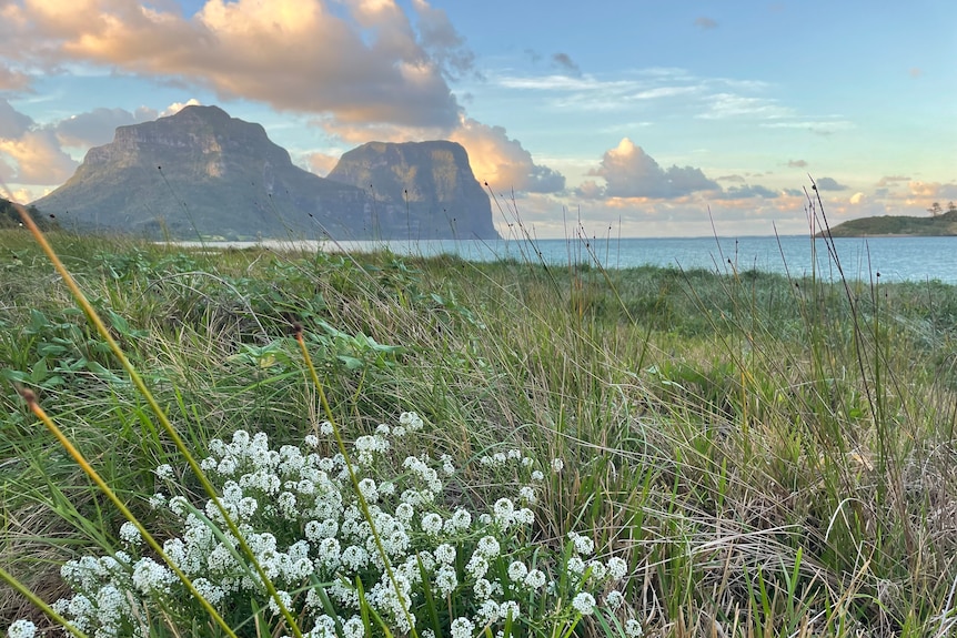 An island with a tall mountain, and grass and flowers in the foreground. 