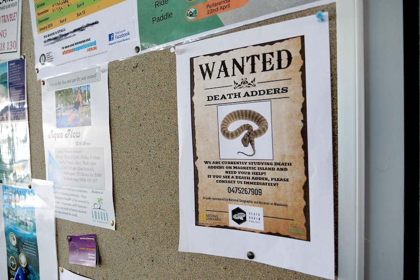 A wanted poster pinned on a community noticeboard asking people to call in snake sightings