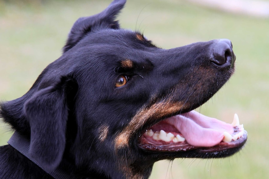 Close up photo of dog head.