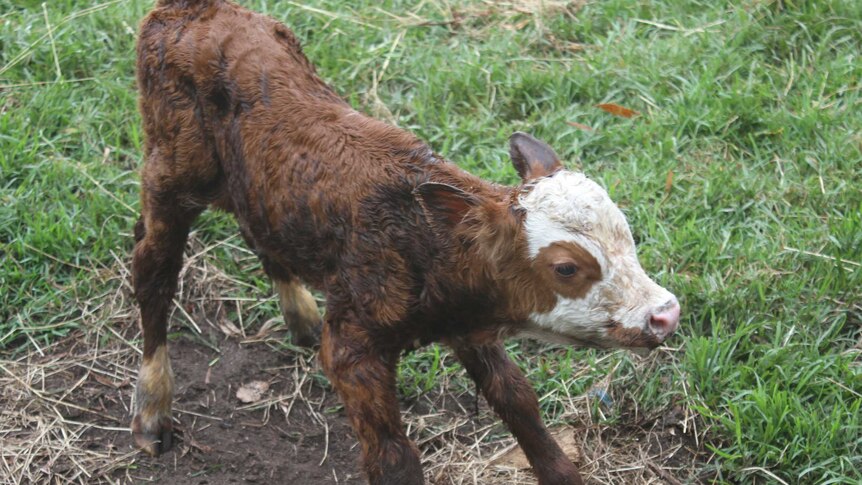 A baby calf takes its first steps in a green paddock.