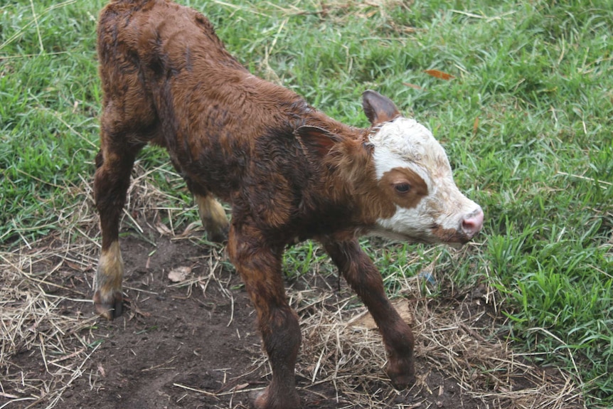 A baby calf takes its first steps in a green paddock.