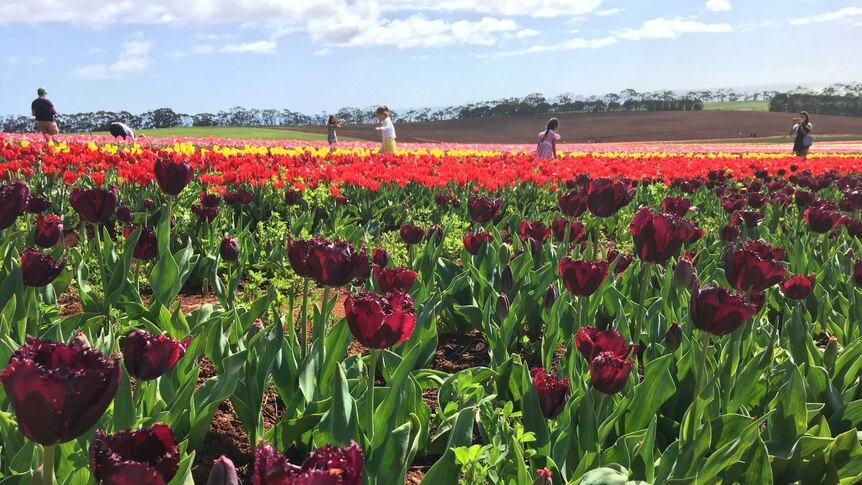 Children in tulip fields