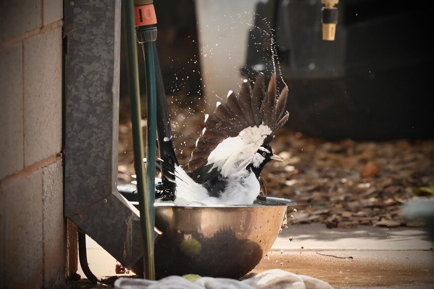 A magpie-lark in a water bowl.