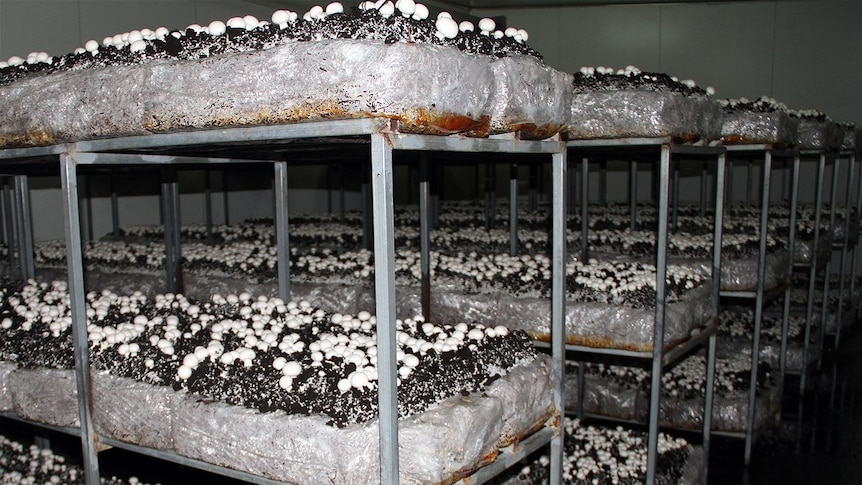 Bunkbeds for mushrooms
