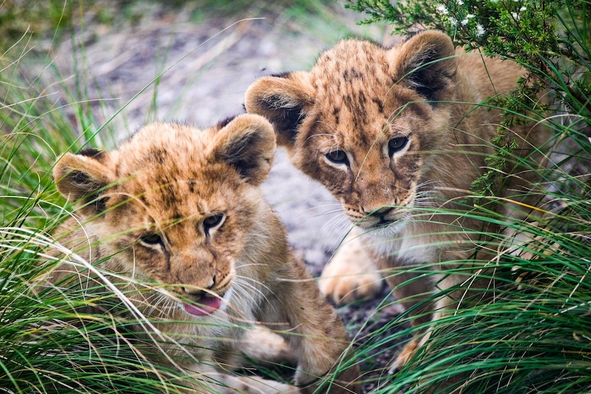 two lion cubs playing at a zoo