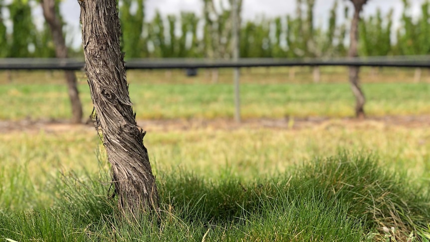 Grace growing under a grape vine