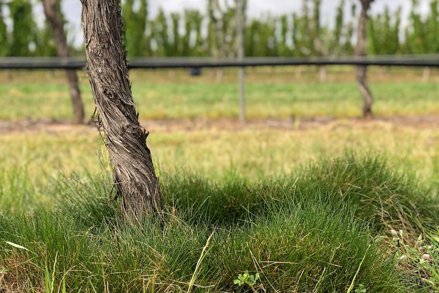 Grace growing under a grape vine