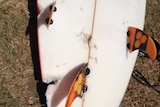 Surfboard showing bite marks from a shark attack