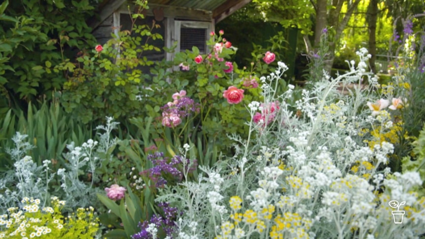 Garden with colurful flowering plants and bushes and a rustic shed in background