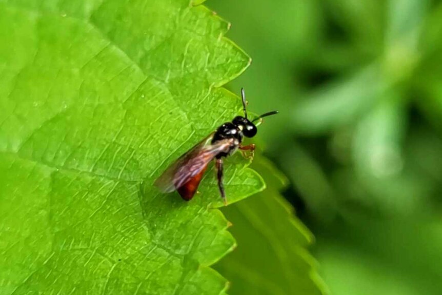 Tiny bee with red abdomen on a leaf