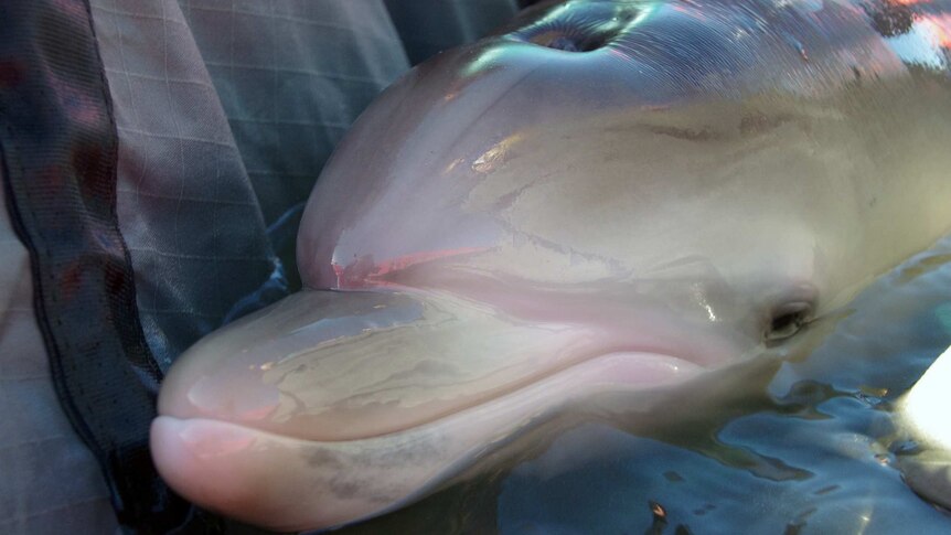 Close-up shot of the dolphin calf.