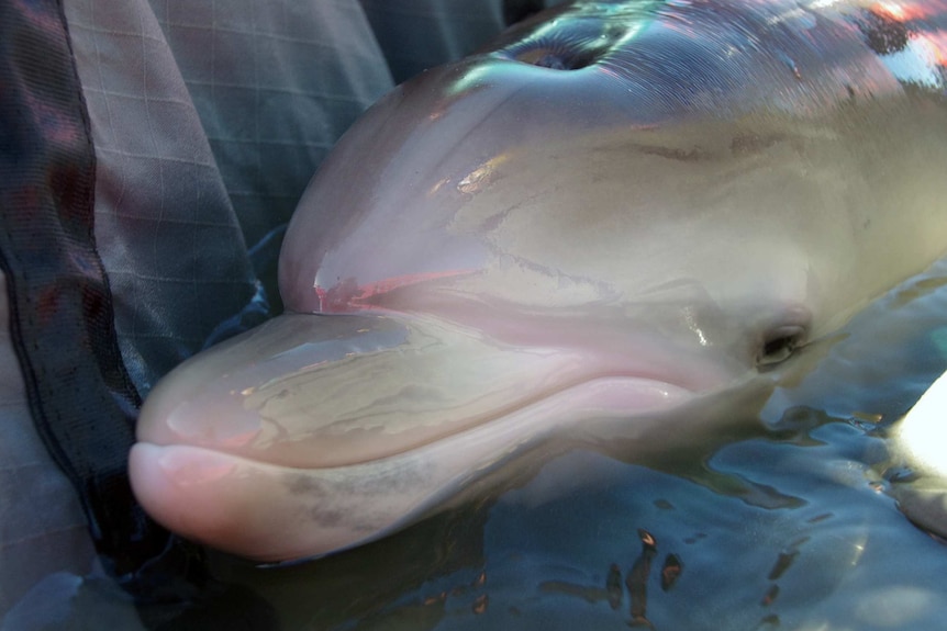 Close-up shot of the dolphin calf.