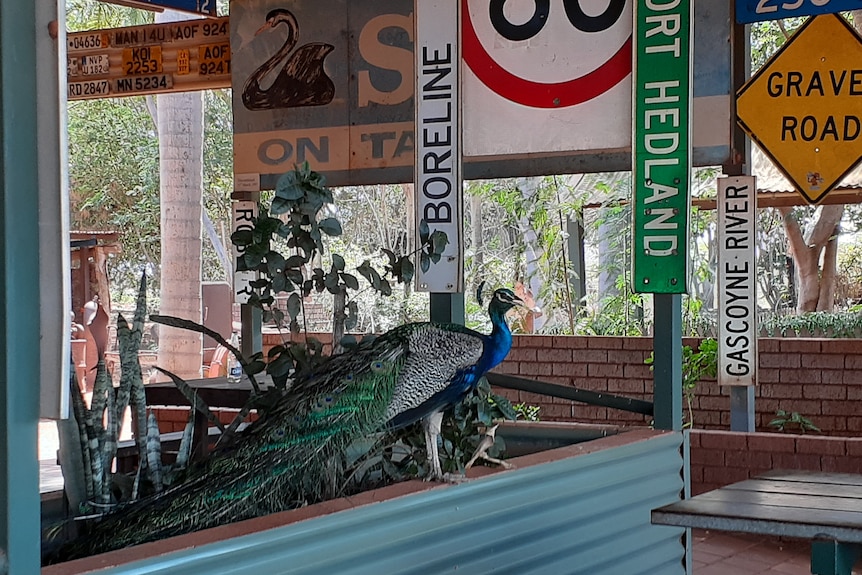 a peacock sits on a ledge surrounded by road signs