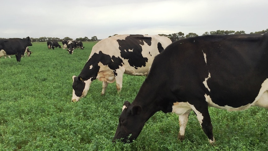 Two black and white dairy cows graze in lush green pastures on an overcast day