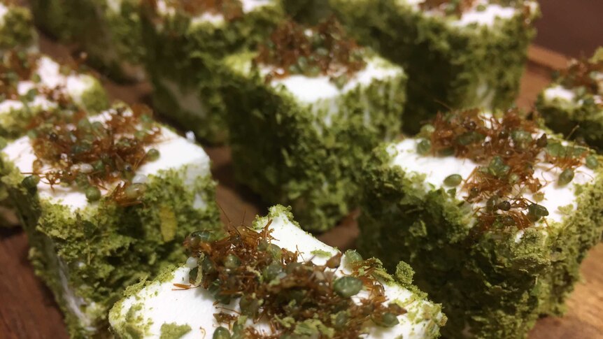 Green ant goats cheese