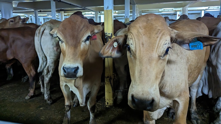 Two brown cows stare at camera in cattle pen on ship